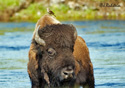 Bison bison